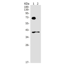 Msln rabbit monoclonal antibody