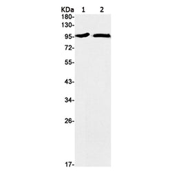 N4bp1 rabbit monoclonal antibody