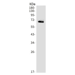Nefl rabbit monoclonal antibody