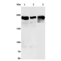 Nfasc rabbit monoclonal antibody