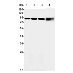 Nr3c1 rabbit monoclonal antibody
