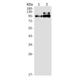 Ntrk2 rabbit monoclonal antibody