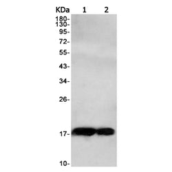Omp rabbit monoclonal antibody
