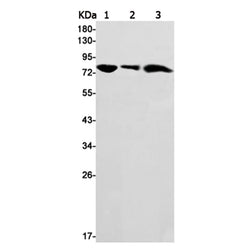 Prkcd rabbit monoclonal antibody