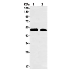 Ptf1a rabbit monoclonal antibody