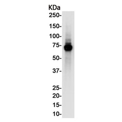 Ptgs2 rabbit monoclonal antibody