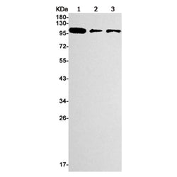 Rb1 rabbit monoclonal antibody