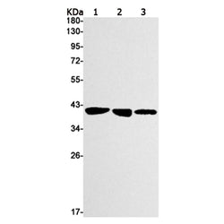 Seh1l rabbit monoclonal antibody