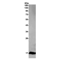 Selenof rabbit monoclonal antibody