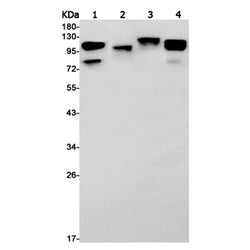 Sirt1 rabbit monoclonal antibody