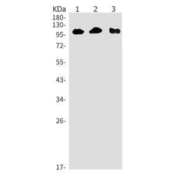 Stat2 rabbit monoclonal antibody