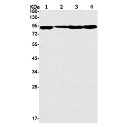 Stat5a rabbit monoclonal antibody