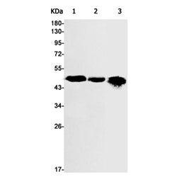Tgfb1 rabbit monoclonal antibody