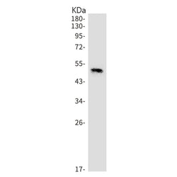 Tnfrsf4 rabbit monoclonal antibody