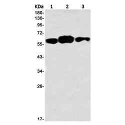 Ythdf1 rabbit monoclonal antibody