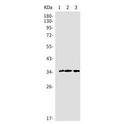 Arg1 rabbit monoclonal antibody