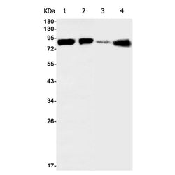 Mfn1 rabbit monoclonal antibody