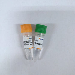 M-MuLV Reverse Transcriptase-KleanAB - Biofargo - 