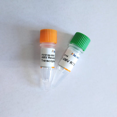 Reverse Transcriptase