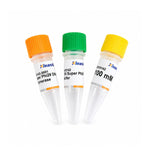 Phi29 DNA Polymerase