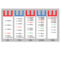 One-Step Stain Free PAGE Gel Rapid Preparation Kit-10%-Yamaybio