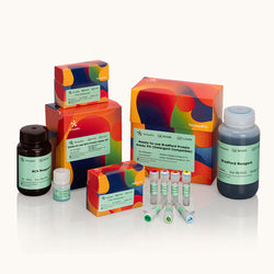 Ready-to-use BCA Protein Assay Kit-Yamaybio
