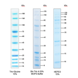 RealBand Pre-stained Protein Marker 1 color Standard Range 10~180 kDa
