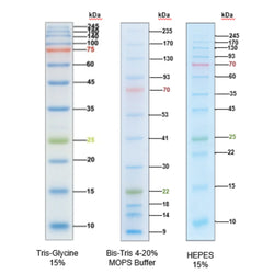 RealBand Pre-stained Protein Marker 3 colors Wide Range 10~245 kDa