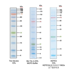 RealBand Pre-stained Protein Marker 3 colors Wide Range 5~245 kDa