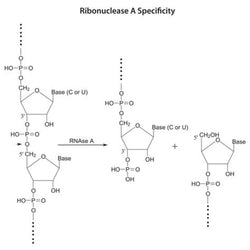 Ribonuclease A for molecular biology