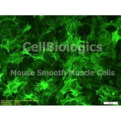 C57BL/6-GFP Mouse Primary Prostate Smooth Muscle Cells