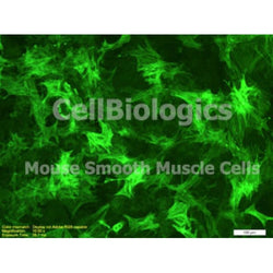 C57BL/6-GFP Mouse Primary Vein Smooth Muscle Cells