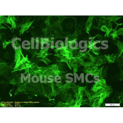C57BL/6-GFP Mouse Primary Bladder Smooth Muscle Cells