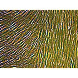 Hamster Primary Artery Smooth Muscle Cells