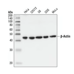 β-Actin Antibody (Loading Control) (100µl) - Biofargo - Biofargo - 