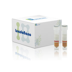 Streptavidin Beads (200 nm) Leadonano™