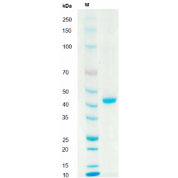 Recombinant Human TGF-β3 Protein-T&L - Biofargo - 