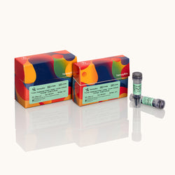 Tricolor Prestained Protein Ladder 10 kDa~250 kDa-Orange-Green & Blue-Yamaybio