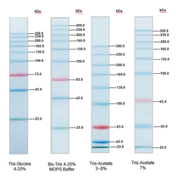 TureColor Pre-stained Protein Marker 3 colors High Range 25~300 kDa