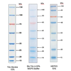 TureColor Pre-stained Protein Marker 2 colors Standard Range 15~130 kDa