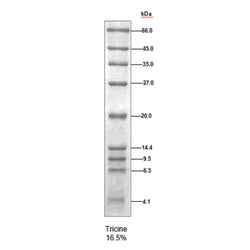 Unstained Protein Marker Low MW 4.1~66 kDa