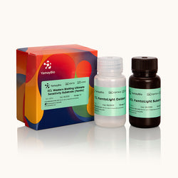 ECL Western Blotting Ultimate Sensitivity Substrate-Femto-Yamaybio