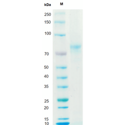 Recombinant Human Vitronectin Protein-T&L - Biofargo - 