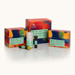 Annexin V-EGFP/PI Apoptosis Detection Kit-Yamaybio