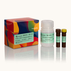 Annexin V-EGFP/PI Apoptosis Detection Kit-Yamaybio