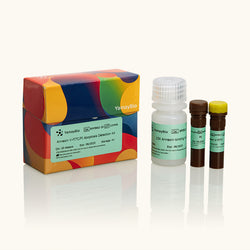 Annexin V-FITC/PI Apoptosis Detection Kit-Yamaybio