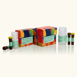 Annexin V-FITC/PI Apoptosis Detection Kit-Yamaybio