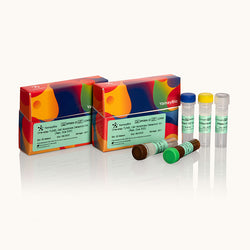 One-step TUNEL Cell Apoptosis Detection Kit -GreenÔºå Dye-488-Yamaybio