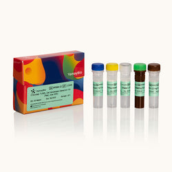 One-step TUNEL Cell Apoptosis Detection Kit -GreenÔºå Dye-488-Yamaybio