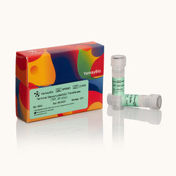 Terminal Deoxynucleotidyl Transferase-TdT, 20 U/µl-Yamaybio